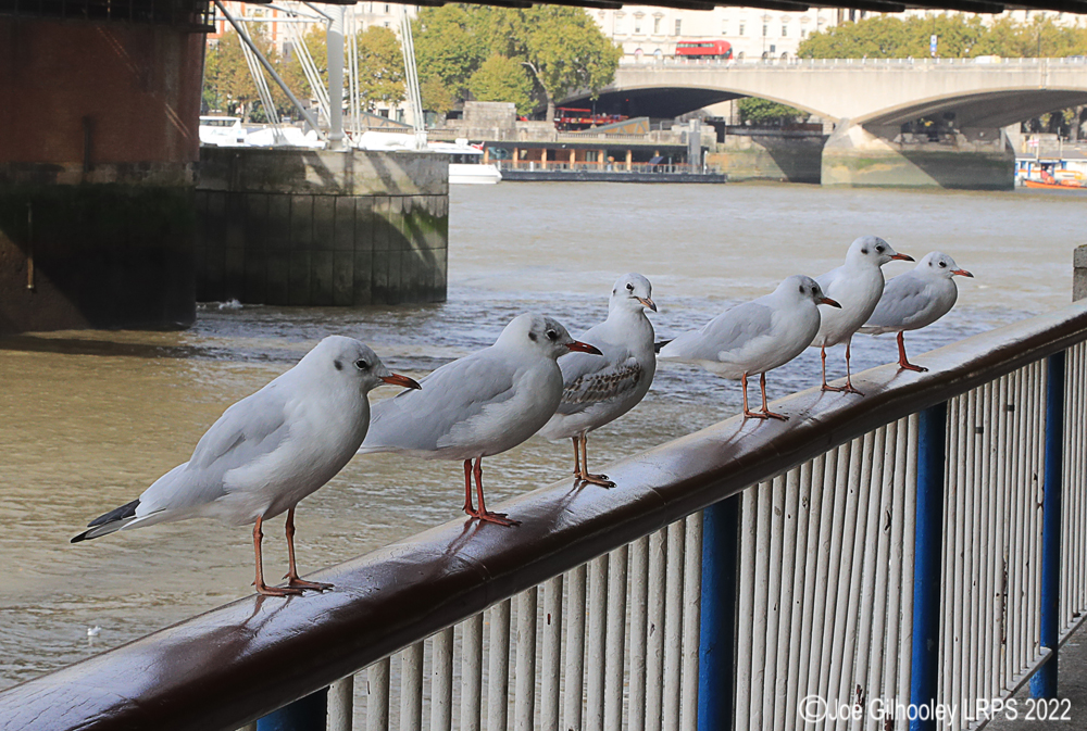 Six Black Headed Gulls by banks of River Thames