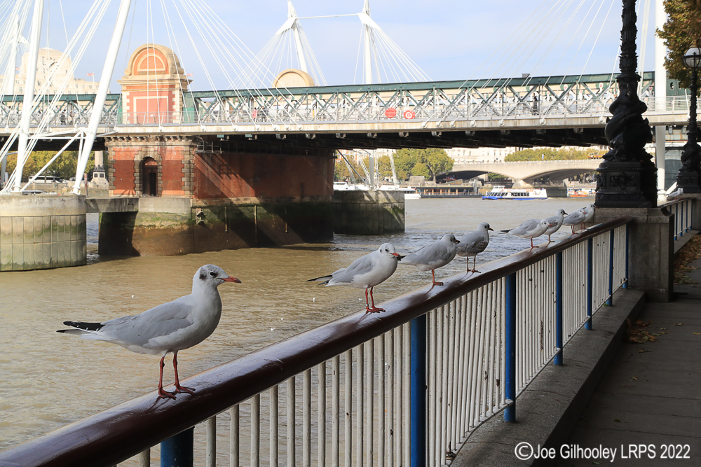 Eight Black Headed Gulls by banks of River Thames