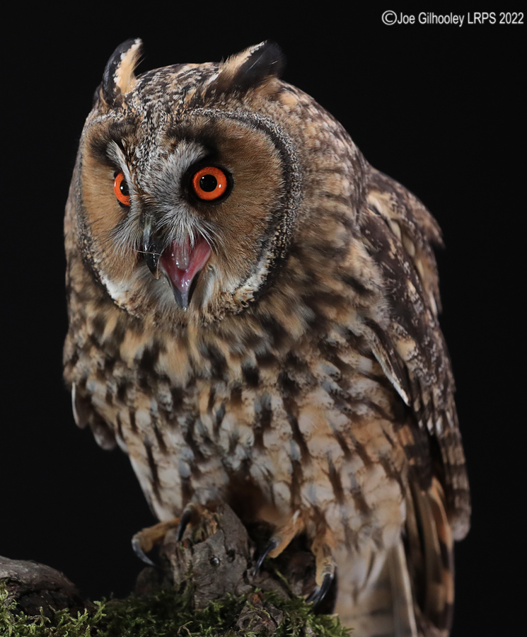 Long Eared Owl  5th October 2022