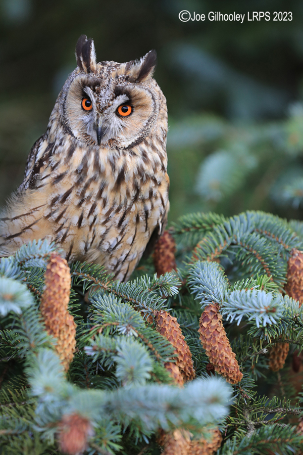 Long Eared Owl 