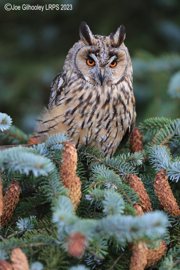 Long Eared Owl 