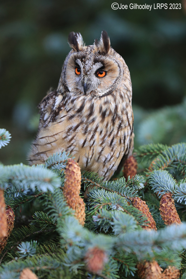 Long Eared Owl 