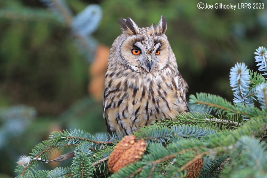 Long Eared Owl 