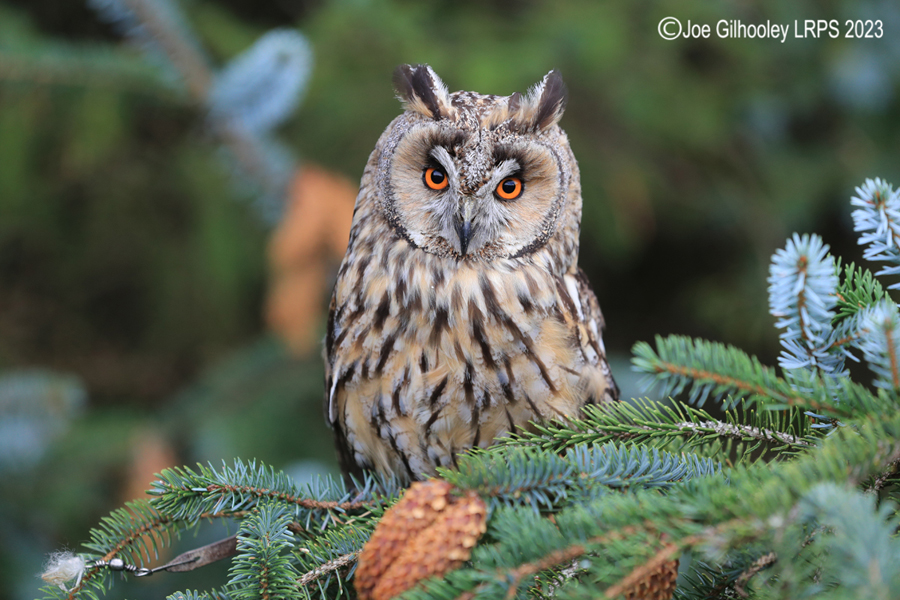 Long Eared Owl 