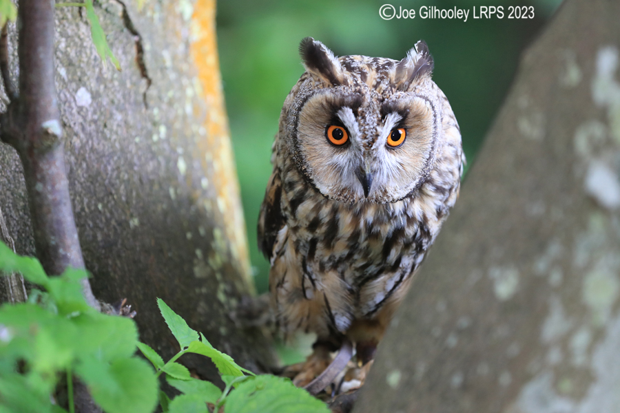 Long Eared Owl 