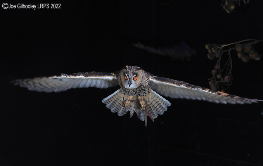 Long Eared Owl in Flight 5th October 2022
