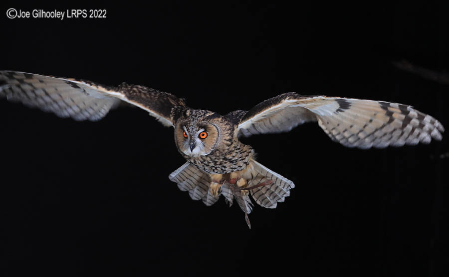 Long Eared Owl in Flight 5th October 2022