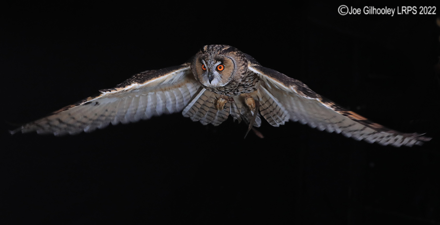 Long Eared Owl in Flight 5th October 2022