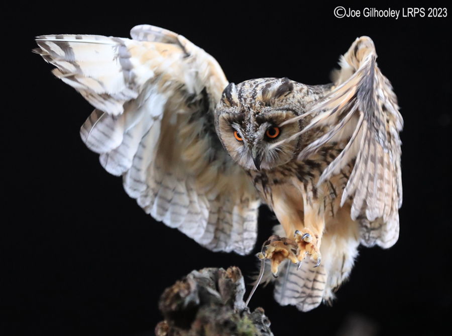 Long Eared Owl in Flight