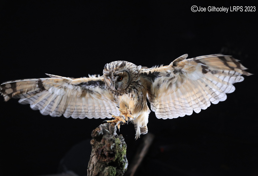 Long Eared Owl in Flight
