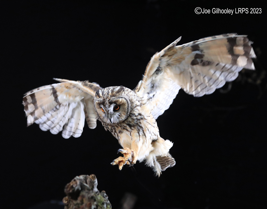 Long Eared Owl in Flight