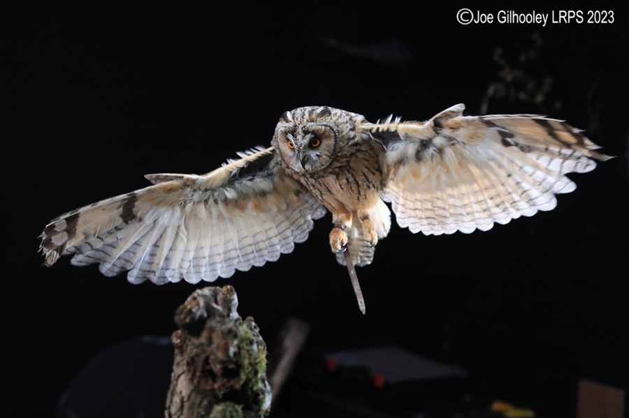 Long Eared Owl in Flight