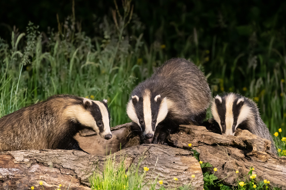 Belhaven Star Trails with Fisheye Lens Belhaven Star Trails with Fisheye Lens