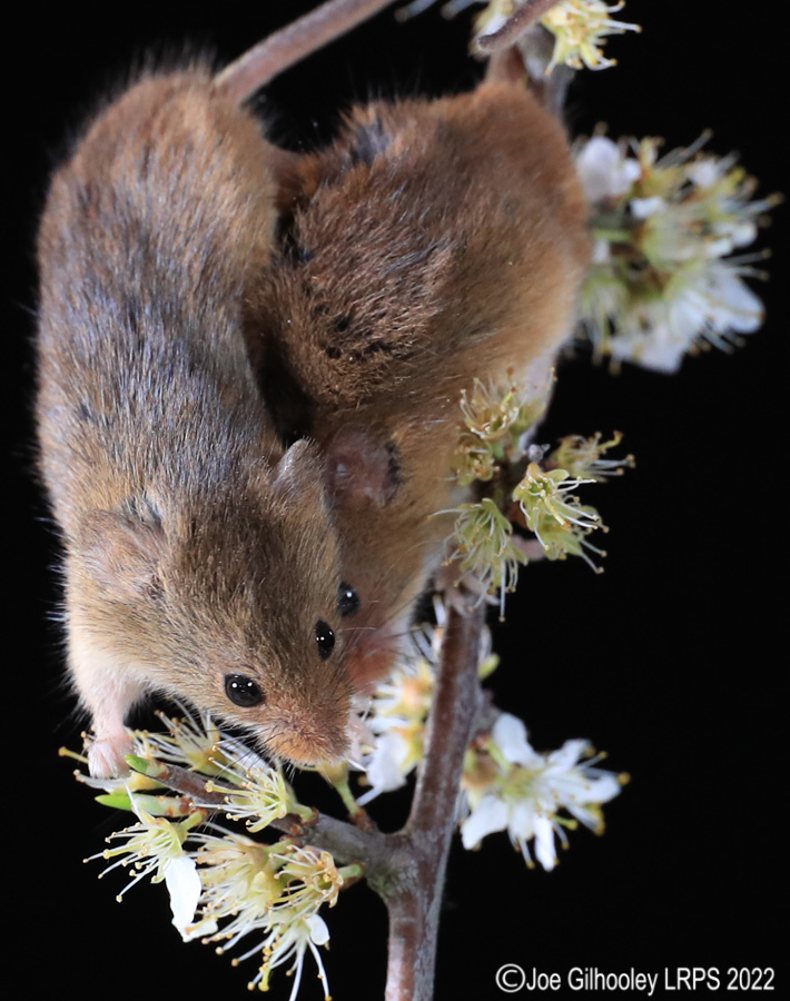 Harvest Mice