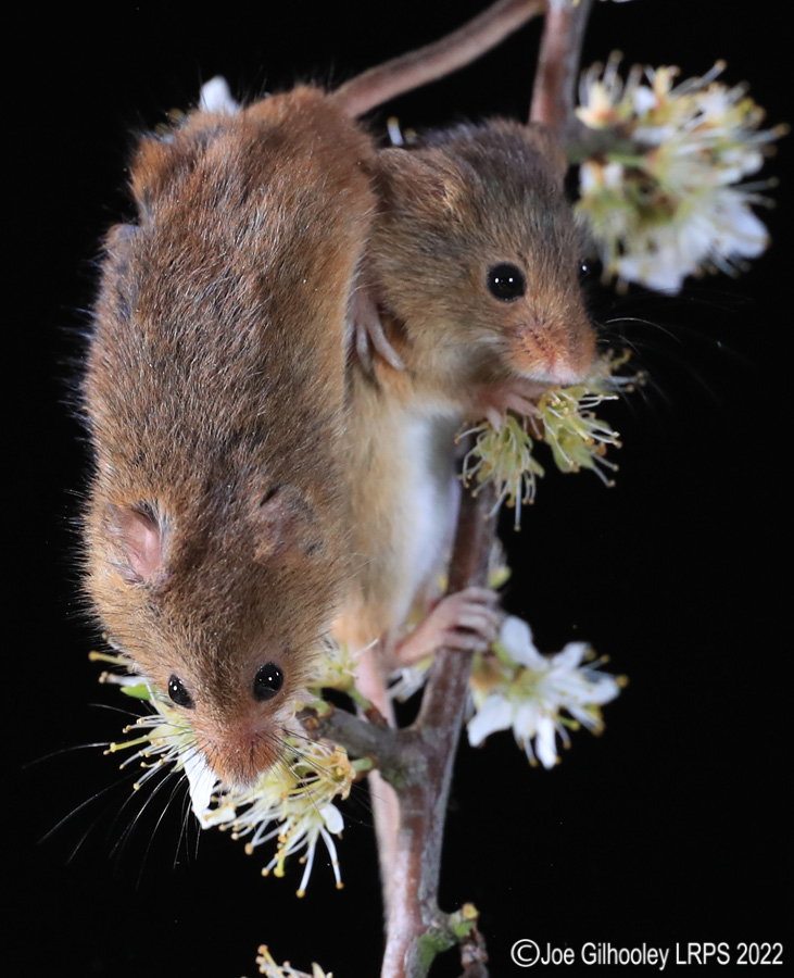 Harvest Mice