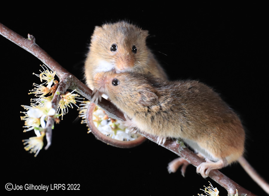 Harvest Mice