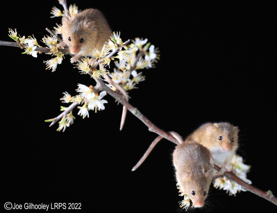 Harvest Mice