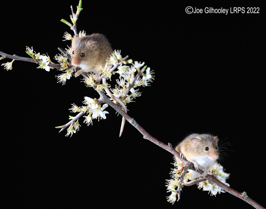 Harvest Mice