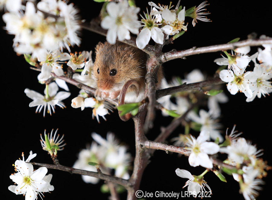 Harvest Mice