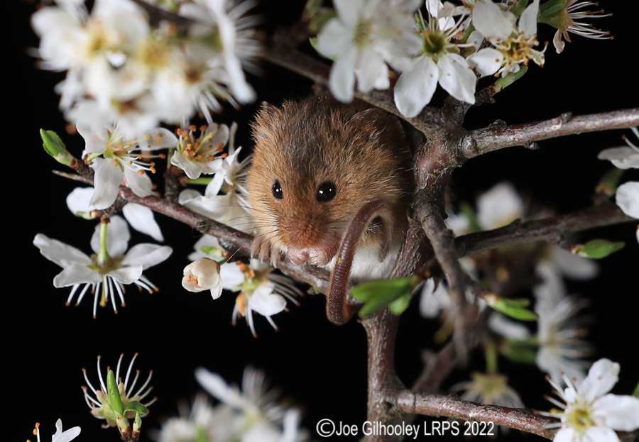 Harvest Mice