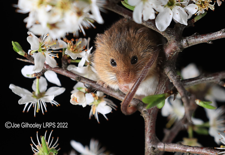 Harvest Mice