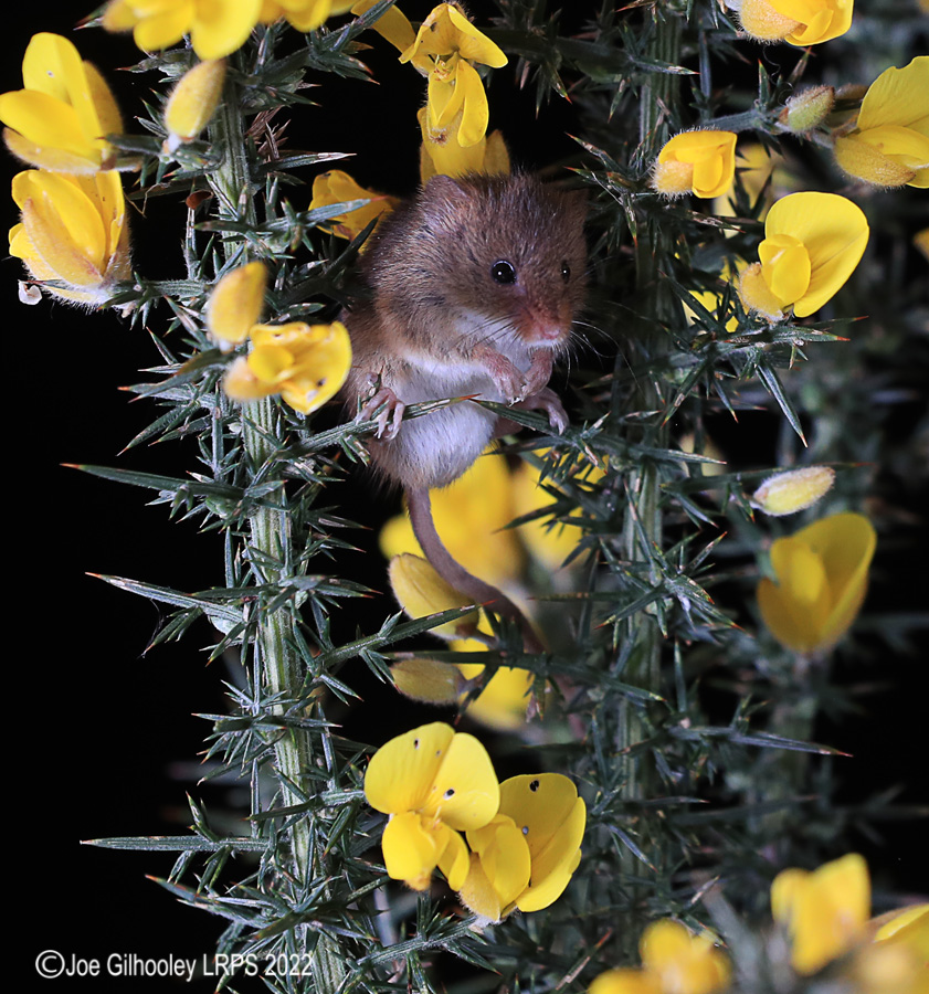 Harvest Mice