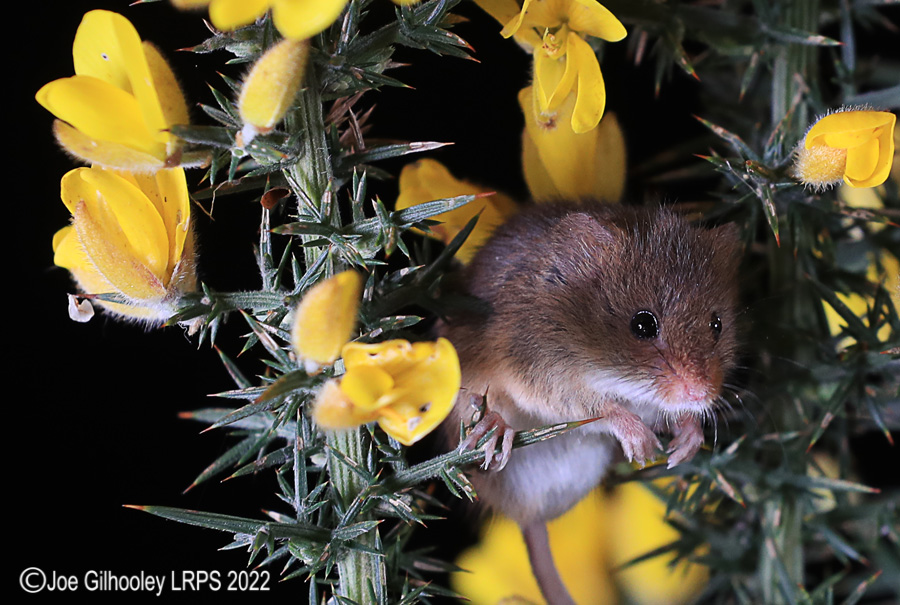 Harvest Mice