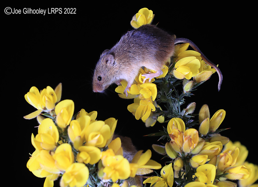 Harvest Mice