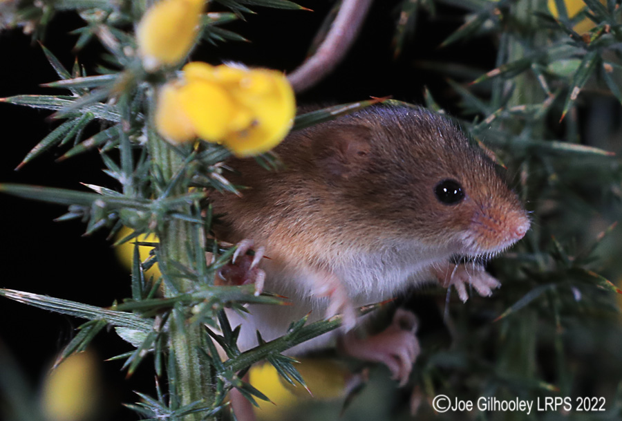 Harvest Mice