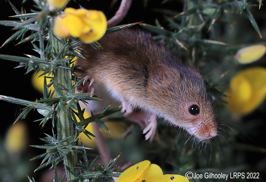 Harvest Mice