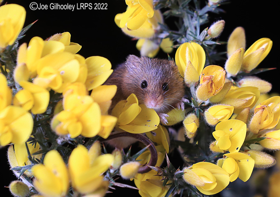 Harvest Mice