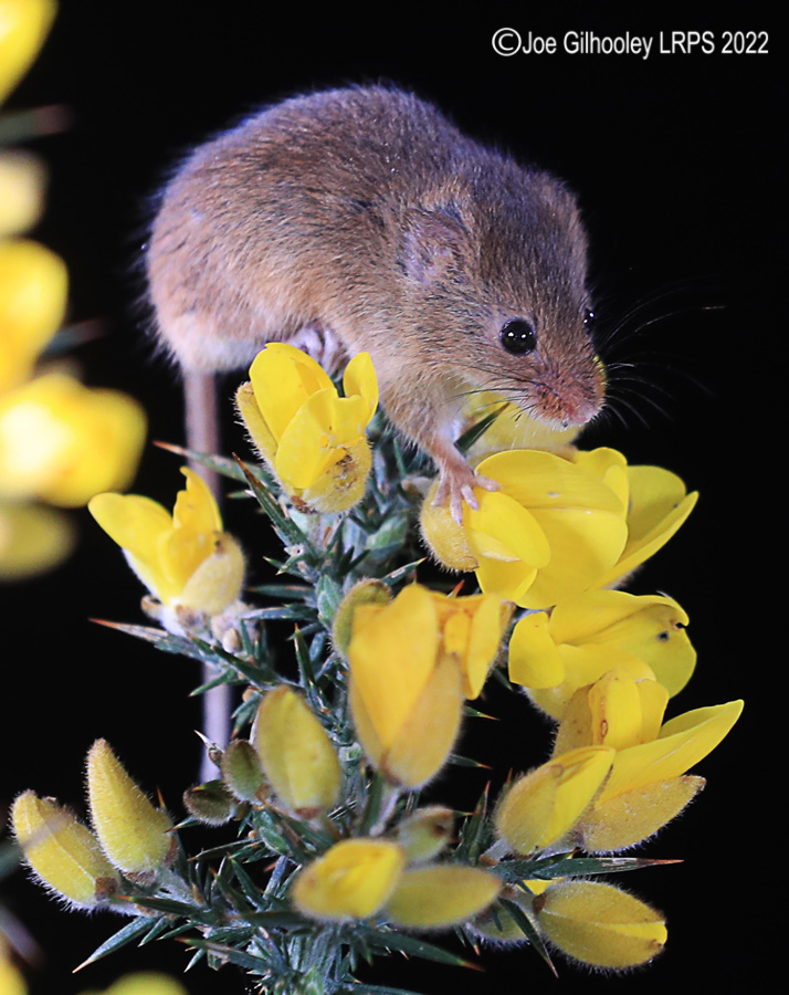 Harvest Mice