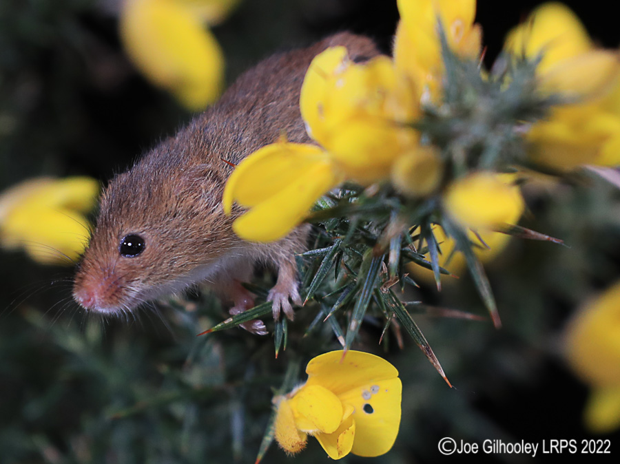 Harvest Mice