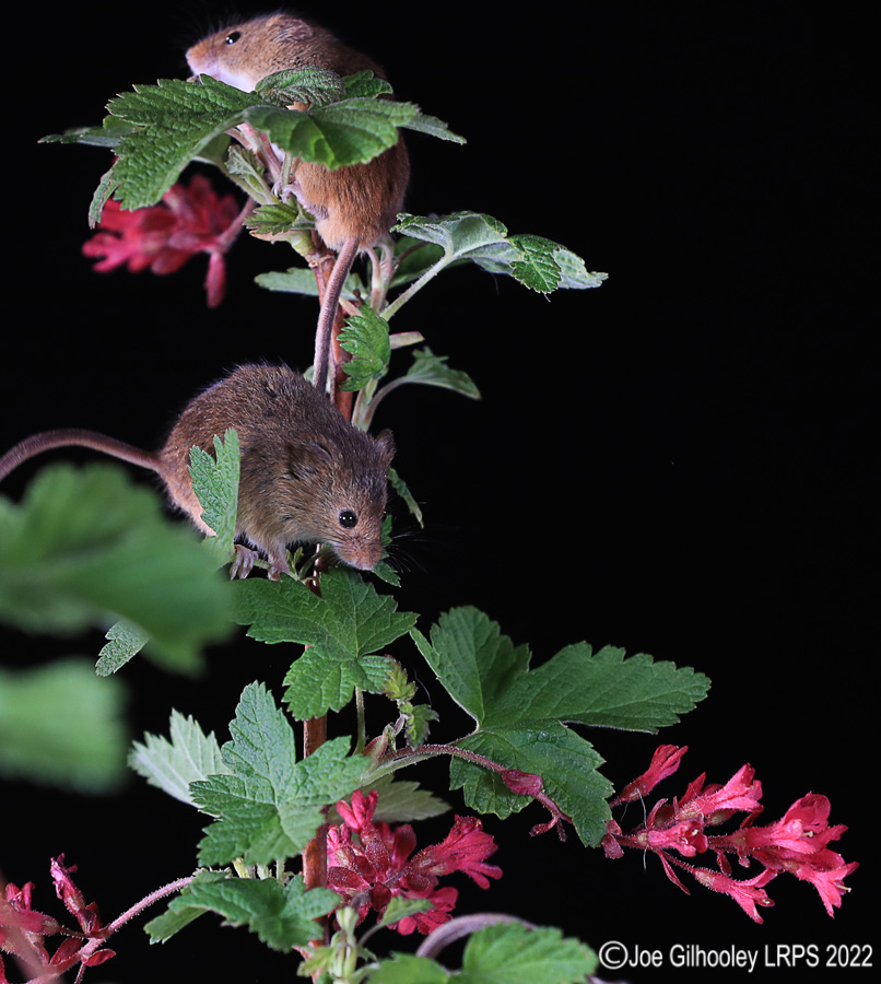 Harvest Mice