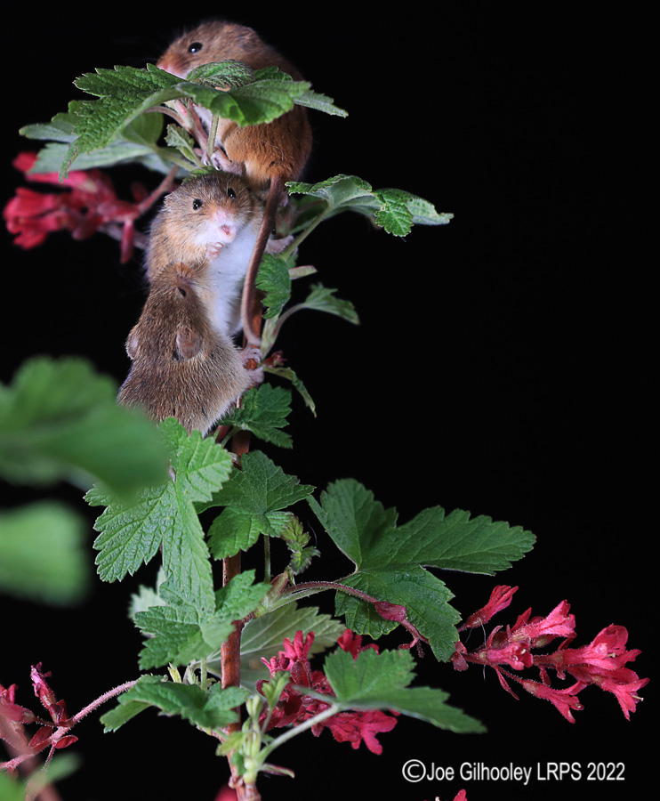Harvest Mice