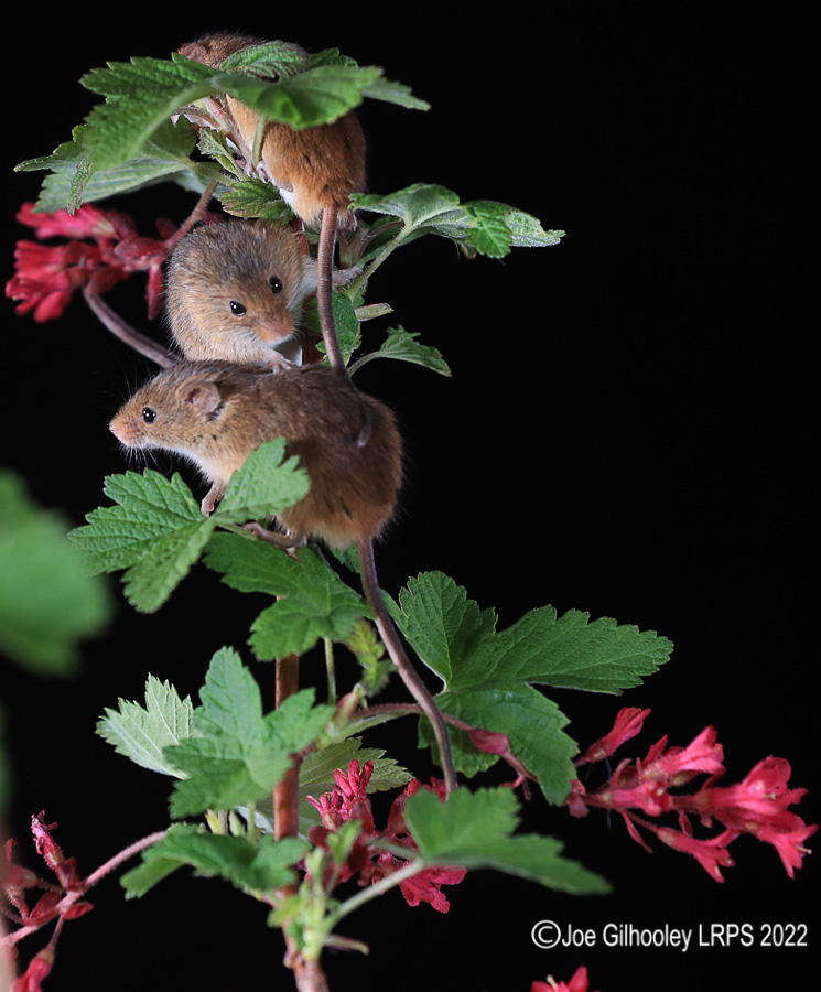 Harvest Mice