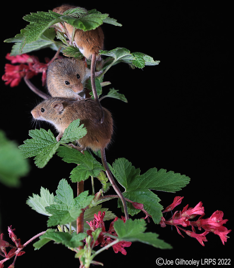 Harvest Mice
