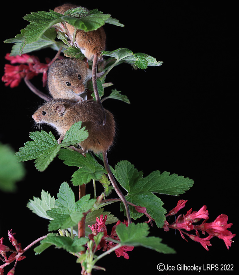 Harvest Mice