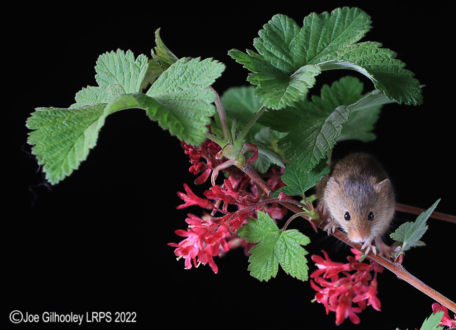 Harvest Mice