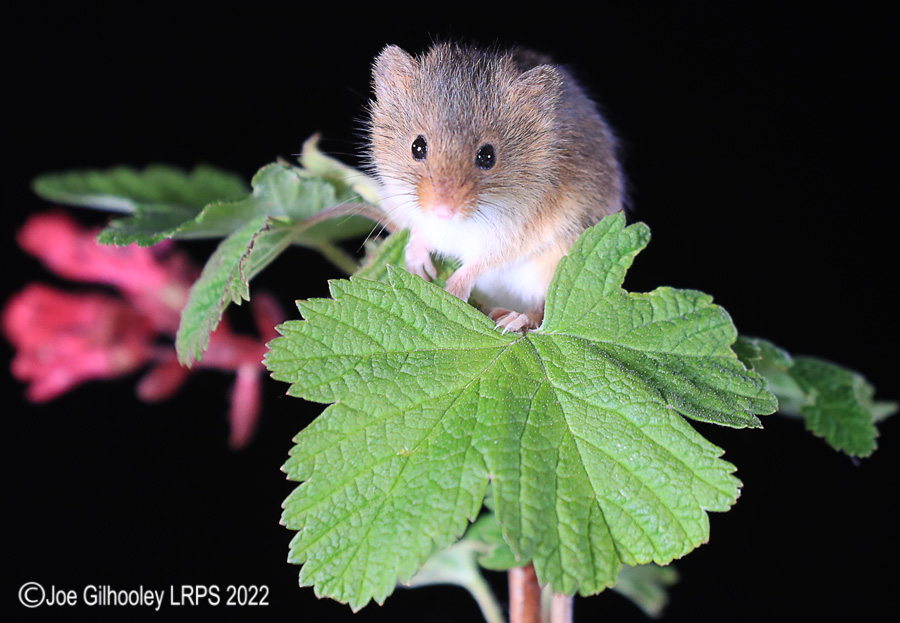 Harvest Mice