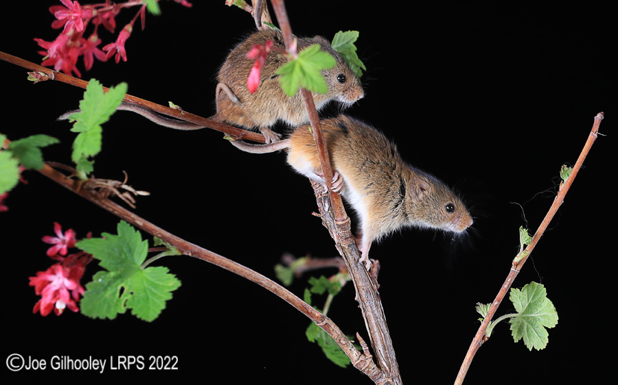 Harvest Mice