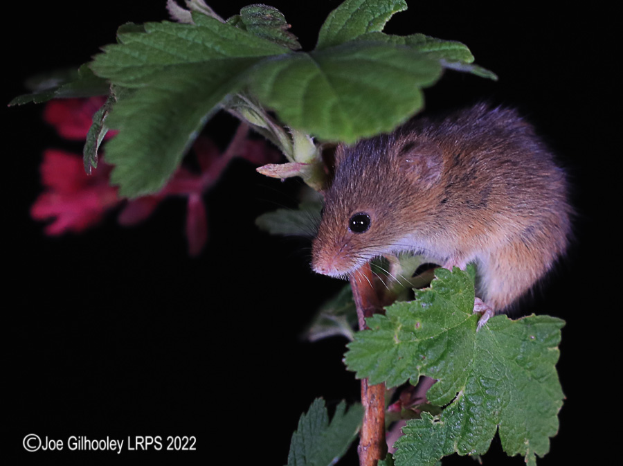 Harvest Mice