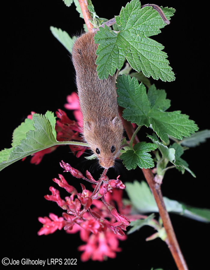 Harvest Mice