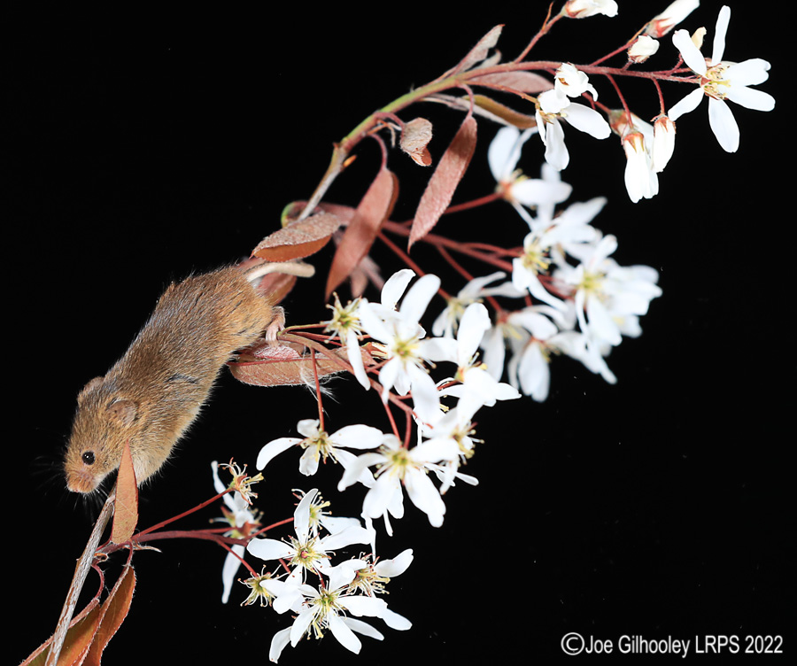 Harvest Mice