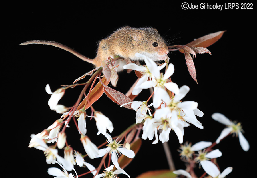 Harvest Mice