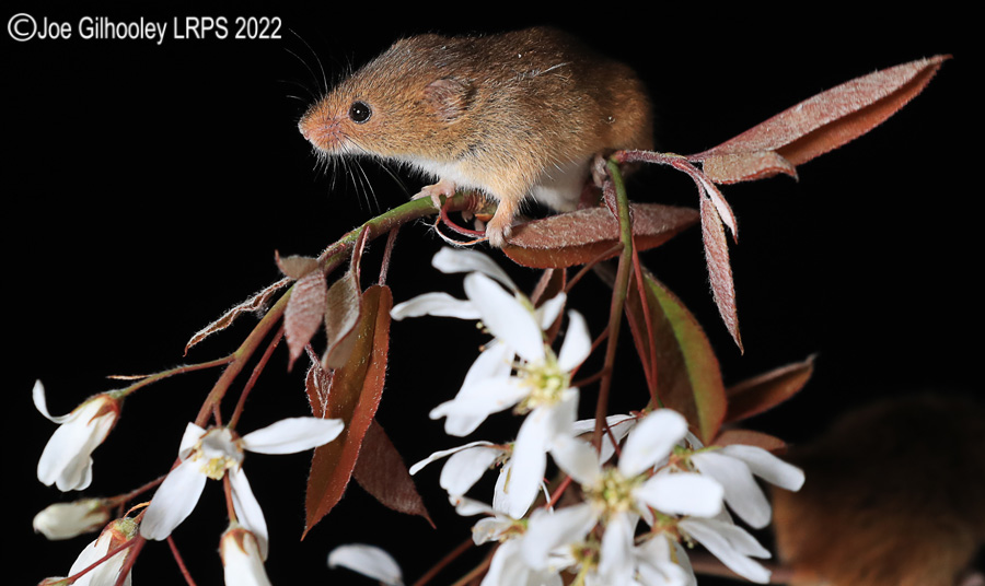 Harvest Mice