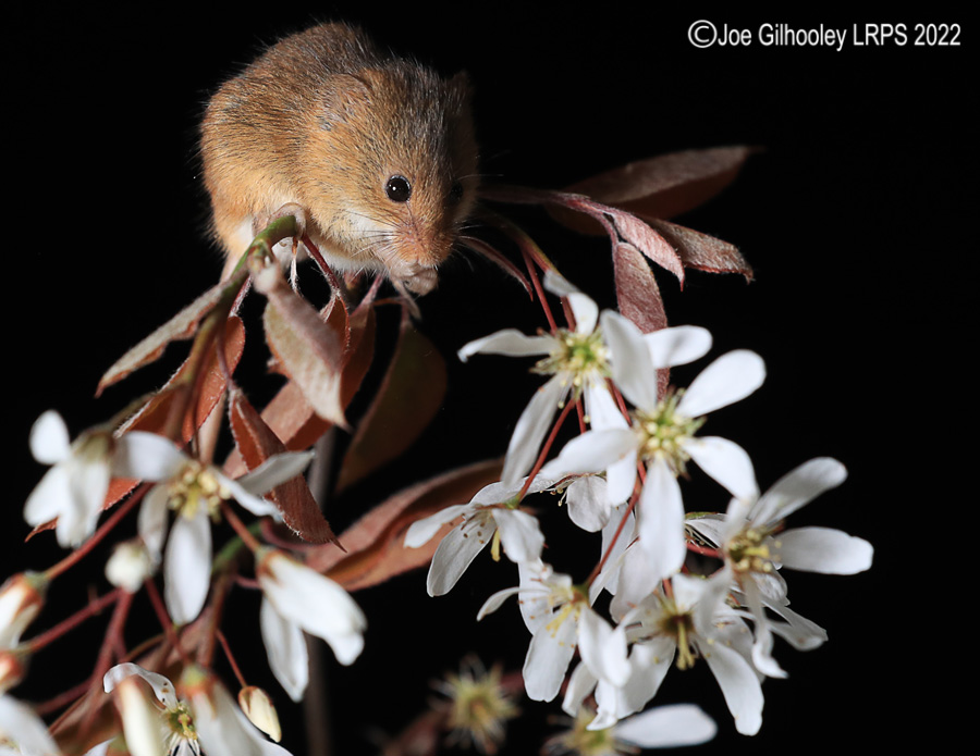 Harvest Mice
