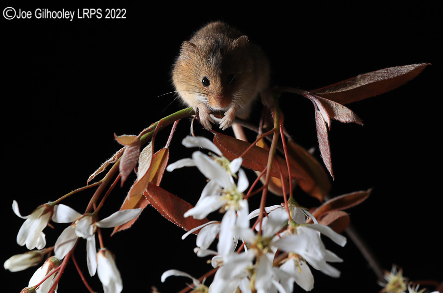 Harvest Mice