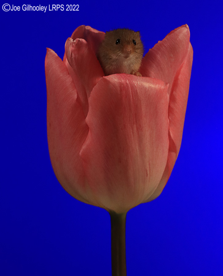 Harvest Mouse in a Tulip