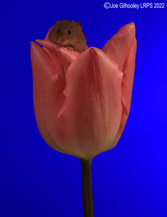 Harvest Mouse in a Tulip